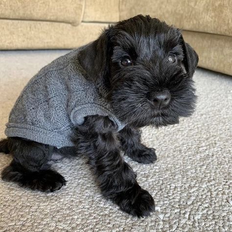 Aesthetic Dog Stuff, Pet Room Ideas, Black Mini Schnauzer, Funny Animal Pics, Schnoodle Dog, Anime Puppy, Black Schnauzer, Pet Room, Puppy Room