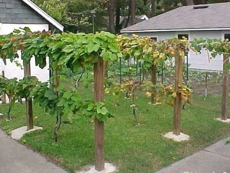 Pin by Oh This Nose! on Garden | Backyard garden, Diy ... #gardens #smallgardens Garden Landscaping Diy, Grape Arbor, Dream Backyard Garden, Small City Garden, Backyard Garden Diy, Diy Garden Trellis, Backyard Garden Layout, Backyard Garden Landscape, Potager Garden