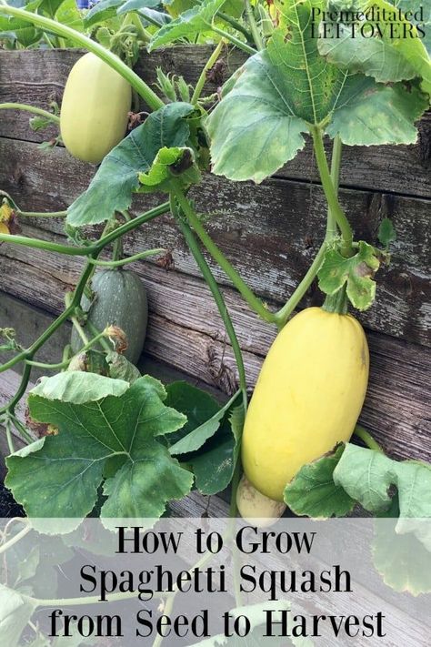 When To Harvest Spaghetti Squash, How To Grow Spaghetti Squash, Planting Spaghetti Squash, Squash In Containers, Spaghetti Squash Plant, Cucumber Ideas, Spaghetti Squash Seeds, Growing Squash, Squash Plant