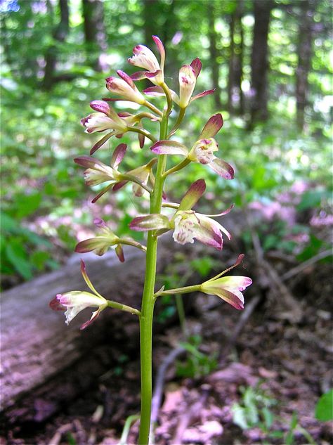 Adam and Eve Orchid or Putty-root Orchid Aplectrum hyemale Putty-root orchid is found throughout Virginia in moist forests, but it is often obscured by other herbaceous growth in the spring and sum… Virginia Wildflowers, Flowers Exotic, Spiritual Garden, Herbal Apothecary, Wild Orchid, Rare Flowers, Adam And Eve, Planting Herbs, Exotic Flowers