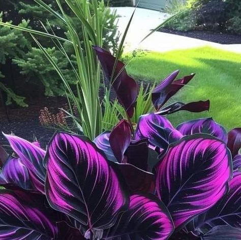 Creative Gardening on Instagram: "Calathea couture: nature’s high fashion!" Calathea Couture, Yard Renovation, Plants Garden, Creative Gardening, May 7, Garden Decoration, Zig Zag, High Fashion, Yard