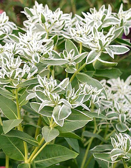 Euphorbia Flower, Snow On The Mountain, Euphorbia Plant, Zinnia Garden, Easy Perennials, Container Gardening Flowers, Lavender Garden, House Landscaping, Native Garden