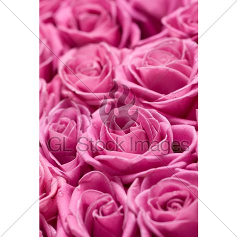 Austin Rose, Fragrant Roses, Meteor Garden 2018, Magic Garden, Flower Company, Luxury Garden, David Austin Roses, Pink Garden, David Austin