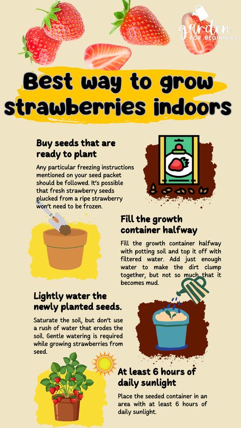 Strawberries are one of the simplest fruits to cultivate indoors. Cultivating them indoors lets you control variables like light and temperature, as well as keep out annoying outdoor creatures who are only interested in stealing your strawberry shortcake. Continue reading to learn how to grow strawberries indoors. Grow Strawberries Indoors, Grow Fruit Indoors, Growing Strawberries Indoors, Strawberry Seedlings, How To Grow Strawberries, Garden For Beginners, Strawberry Varieties, Grow Strawberries, Led Plant Lights