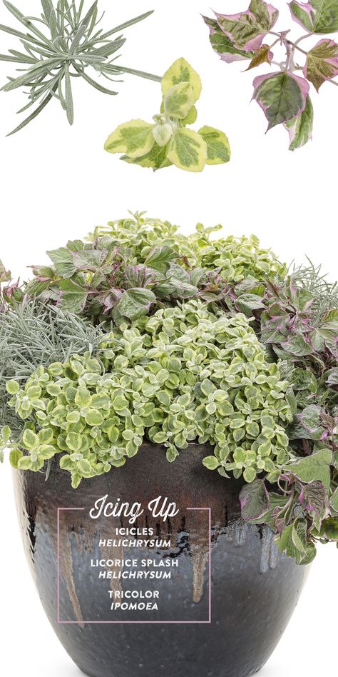 Flower Combos, Summer Containers, Yard Planters, Licorice Plant, Silver Garden, Perennial Gardens, Summer Planter, Silver Plant, Sweet Potato Vine