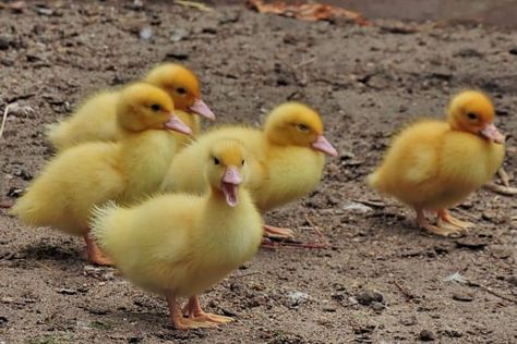 Pekin Ducklings, Muscovy Ducklings, Duck Feed, Pekin Duck, Muscovy Duck, Raising Ducks, Duck Photo, Duck Eggs, Baby Ducks