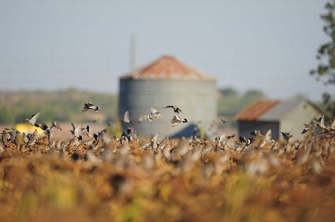 Dove Hunting Tips and Tactics | Outdoor Life Dove Hunting Tips, Shed Hunting Dog Training, How To Hunt Deer, Duck Hunting Dog Training, Dove Season, Dove Hunting, Upland Bird Hunting Gear, Adidas Handball, Hunting Tips