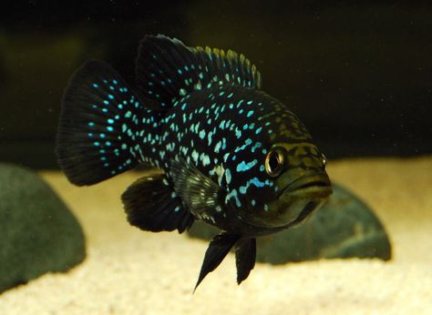 Paratilapia Bleekeri for sale. Starry Night Cichlid. This fish gets quite a bit larger (8"+) than your typical Malawi or Victorian African cichlid and may not be a good mix for those Peacock/Hap tanks. This is a beautiful fish from Madagascar. This fish's color is best presented over a dark substrate. When on a light colored substrate, it will be lighter in color. African Cichlid Aquarium, Cichlid Aquarium, Malawi Cichlids, Cichlid Fish, Fish Keeping, Fresh Water Fish Tank, African Cichlids, Cool Fish, Fish For Sale