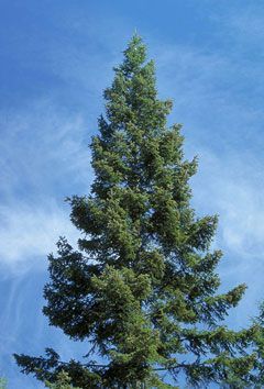 Grand Fir Tree, British Nature, Grand Fir, Tree Types, White Fir, Tree Growing, Planting Plan, Clay Soil, Evergreen Trees