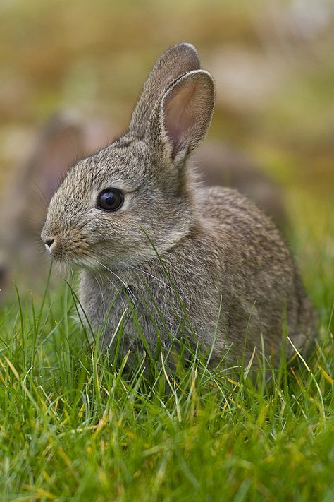 Bunnies Pictures, Rabbit Pictures, Wild Rabbit, Baby Rabbit, Bunny Pictures, Wild Creatures, Bunny Rabbits, Cute Rabbit, England Uk