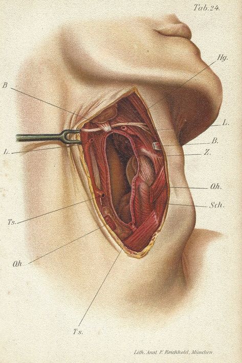 This exquisite antique medical illustration, dating back to 1909, provides a detailed view of the surgical anatomy of the neck. The print, labeled as "Taf. 24," offers a clear depiction of the intricate structures involved in neck surgery. Each muscle, vessel, and anatomical landmark is meticulously illustrated, with annotations highlighting key areas such as the L. (Ligamentum), B. (Bone), Ts. (Tendon sheath), and Sch. (Sternocleidomastoid muscle). The precise rendering of this anatomical secti