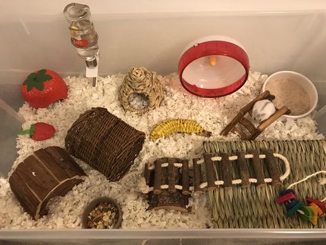 Hamster Cage Setup, Hamster Bin Cage, Russian Hamster, Hamster Enclosure, Hamster Diy Cage, Robo Hamster, Hamster Supplies, Hedgehog Cage, Gerbil Cages