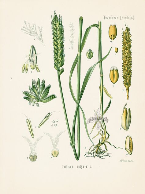 Triticum vulgare from Antique Herbal Prints of Nutmeg, Sassafras, Pepper, Cinnamon, Mint, Thyme by Kohler 1898 Herbs Illustration, Rice Plant, Missouri Botanical Garden, Botanical Illustration Vintage, Botanical Artwork, Scientific Illustration, Botanical Drawings, Plant Illustration, Vintage Botanical