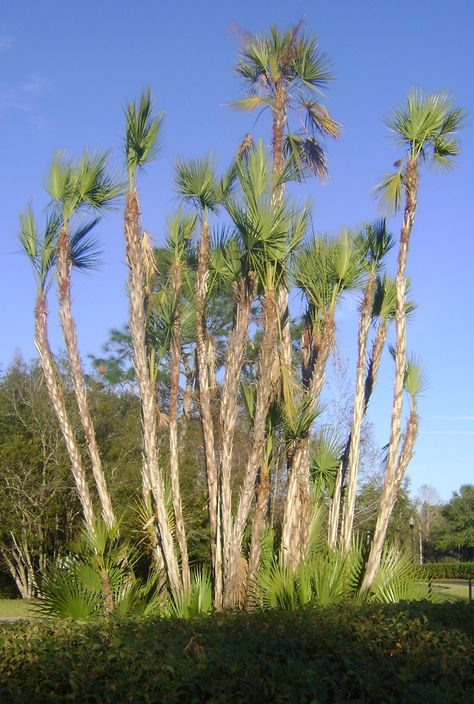 Buy Paurotis Palms, For Sale in Orlando, Kissimmee Orlando Kissimmee, The Everglades, Tree Species, Kissimmee, Palm Tree, Palm Trees, Orlando, Image Search, Landscaping