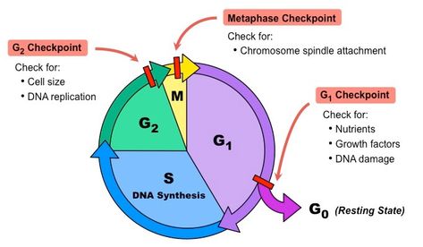 Checkpoints and regulation of cell cycle﻿ - Online Biology Notes Cell Cycle Diagram, Cell Biology Notes, Nuclear Membrane, Genetic Counseling, Eukaryotic Cell, Dna Replication, Medicine Studies, Cell Cycle, Cell Division