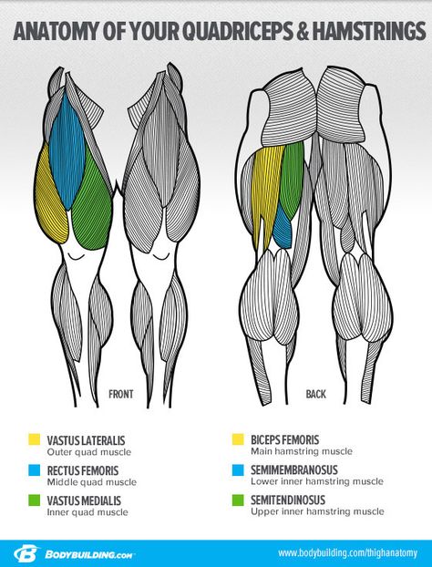 Bodybuilding.com - Ask The Siege: 'What's The Best Way To Build Big Legs?' -- Anatomy of the Legs and how to change their shape Inner Leg Workout, Workouts Muscle, Men Exercise, Food Vitamins, Leg Anatomy, 남성 근육, Big Muscle, Workout Men, Men Workout