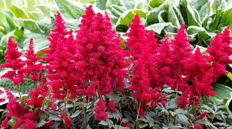 19 Different Types of Beautiful Astilbe Varieties Astilbe Flower, Clematis Nelly Moser, Tuberous Begonia, Yarrow Flower, Front Of House Landscape Ideas, Flowering Perennials, House Landscape Ideas, Mary Mary Quite Contrary, Mary Quite Contrary