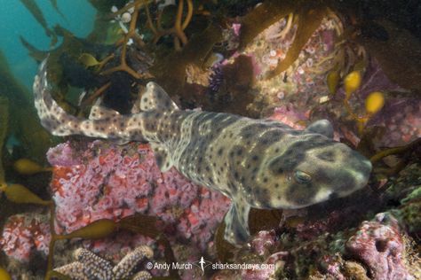 Swellshark - Cephaloscyllium ventriosum Swell Shark, Fish Sketch, Jacques Yves Cousteau, Continental Shelf, Mermaid Purse, Small Shark, Shark Diving, Aquatic Life, Bigger Boat