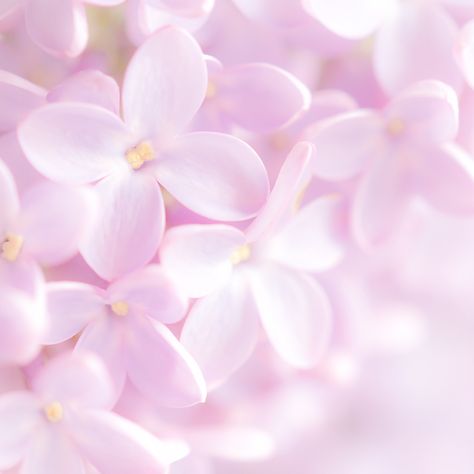 https://flic.kr/p/Gjxfbi | Lilac | Although only at its best for a week or two it's still worth having a lilac bush in the garden for its pretty flowers and intoxicating, heady scent.  Thanks for all the kind comments and favs on yesterday's little Forget-me-nots. Lilac Bush, Bull Painting, Lilac Bushes, Lilac Roses, Forget Me Nots, Pastel Pink Aesthetic, Lilac Flowers, Beautiful Nature Wallpaper, Aesthetic Colors