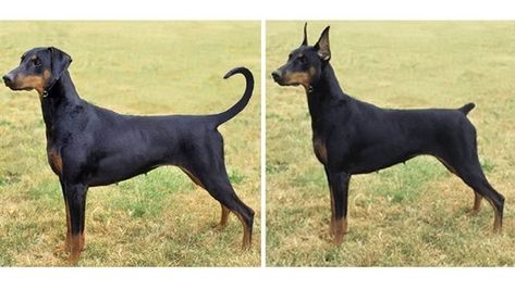 Manchester Terrier, Doberman Dogs, Purebred Dogs, Rottweiler Dog, Dog Ear, Creature Feature, Animal Hospital, Cat Room, Doberman Pinscher