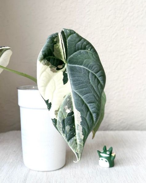 Alocasia Maharani, Alocasia Odora, Variegated Alocasia, Twilight Dr, Plant Goals, Eyes Smile, Crazy Eyes, Is It Just Me, Plant Collection