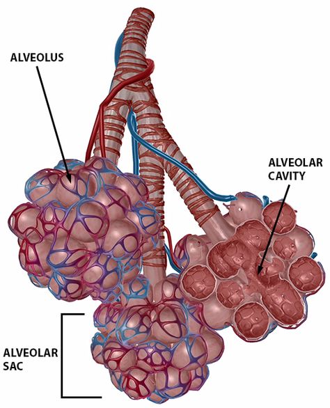 Anatomy and Physiology: Gas Exchange Thoracic Cage, Gas Exchange, Lung Anatomy, Basic Anatomy, Dentistry Student, Basic Anatomy And Physiology, Biology Facts, Medical School Inspiration, Heart And Lungs