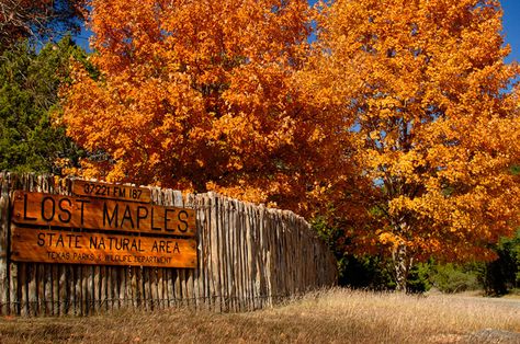 7 Amazing Places to See Beautiful Fall Colors in Texas | Tour Texas Lost Maples State Park, Fall Weekend Getaway, Camping In Texas, Texas State Parks, Visit Texas, Texas Places, Texas Parks, Beautiful Places To Visit, Fall Foliage