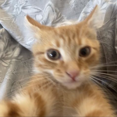 ginger 
kitten
selfie
meme
kitten meme Orange Cat Selfie, Ginger Cats Funny, Ginger Cat Pfp, Orange Cat Pfp, Animal Selfie, Cats Selfie, Cat Selfies, Selfie Cat, Orange And White Cat