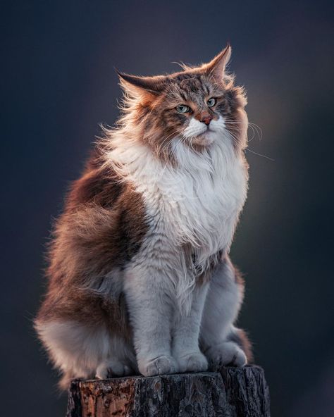 Cat Cupboard, Interesting Cats, Majestic Cat, Cat References, Cat Anatomy, Warrior Cat Drawings, Warrior Cat Oc, Warrior Cats Art, Norwegian Forest