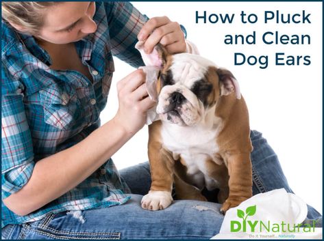 Dog Ear Wash, Cleaning Dogs Ears, Dogs Ears, Dog Ear Cleaner, Dogs Ears Infection, Expensive Dogs, Dog Ears, Dog Cleaning, List Of Animals