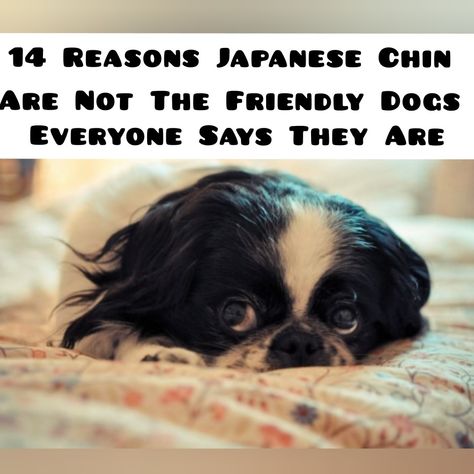 Cute Dog Drawings, Shitzu Mix, Japanese Chin Puppies, Japanese Chin Dog, Cute Dog Drawing, Friendly Dogs, Dog Drawings, Dog Weight, Japanese Chin