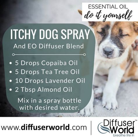 Diy Dog Spray, Itchy Dog Spray, Essential Oils For Fleas, Itchy Dog Skin, Essential Oils Dogs, Meds For Dogs, Dog Spray, Itchy Dog, Are Essential Oils Safe