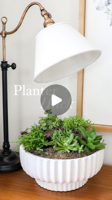 Liz Fenwick DIY on Instagram: "Comment “planter” for the links to the planter and sheet moss! 

Let’s make a succulent bowl arrangement! 🪴 I picked up this planter at Walmart and filled it with filler, moss, and my succulents. It’s so easy! 

Would you recreate this at home? 

#diyplanter #diycrafts #diyhomedecor #diyprojects #diyideas #diyhome #diyhomeprojects #diyhacks #homedecor #homedecortips #decoratingideas #easydiy" Liz Fenwick Diy, Liz Fenwick, Succulent Bowl, Sheet Moss, Succulent Bowls, Diy Planters, Diy Hacks, Home Decor Tips, Succulent