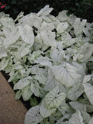 Dichondra Silver Falls, Silver Falls, Tropical Foliage, Small Containers, University Of Florida, Caicos Islands, Garden Seeds, Vanuatu, Turks And Caicos