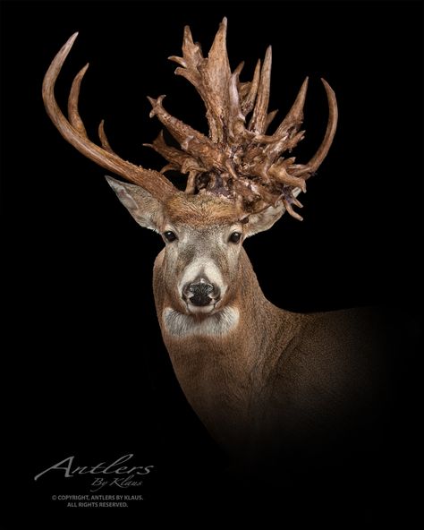 Antler Replicas Hunting Whitetail Deer Taxidermy Wildlife Display Hunting Trophy Antler Repair World Record Copyright 2018, Kaiser Lebrecht, LLC / Antlers by Klaus. All rights reserved. All Images and Text are protected by U.S. and International Copyright Law. Mathews Bows, Deer Mount Ideas, Deer Taxidermy, Buck Antlers, Deer Camp, Deer Mounts, Whitetail Bucks, World Record, White Tail