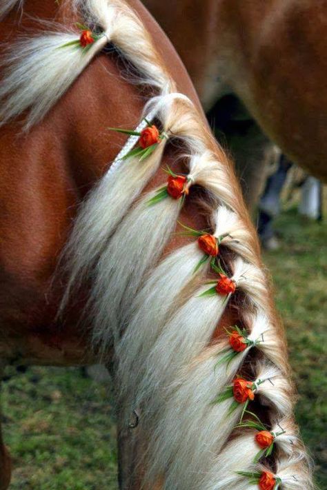 Beautiful Horse Hairstyles | Cowboy Magic - Cowboy Magic Horse Mane Braids, Horse Hair Braiding, Arte Aries, Hair Style Girl, Horse Braiding, Horse Flowers, Horse Clipping, Horse Wedding, Horse Mane