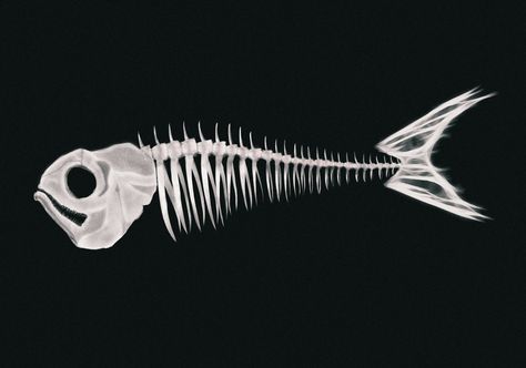 Fish Anatomy, Skeleton Pics, Skeleton Fish, Skull Reference, Fish Skeleton, Fish Bones, Animal Skeletons, Pin Search, Deep Sea Creatures