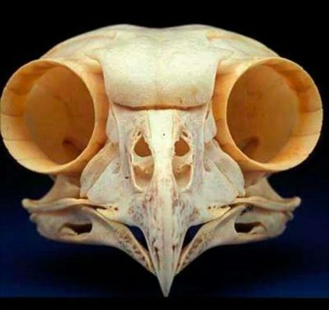 Front view of the skull of a The Boreal Owl (Aegolius funereus) is a small owl. It is also known as the Tengmalm's Owl after Swedish naturalist Peter Gustaf Tengmalm. Other names for the owl include Richardson's Owl, Funeral Owl (latin: funereus), Sparrow Owl, and Pearl Owl (Finnish: helmipöllö). This species is a part of the larger grouping of owls known as typical owls, Strigidae, which contains most species of owl. The other grouping is the barn owls, Tytonidae. Owl Skull, Skull Reference, Animal Skeletons, Animal Anatomy, Animal Bones, Animal Skulls, Skeletal, Skull And Bones, Memento Mori