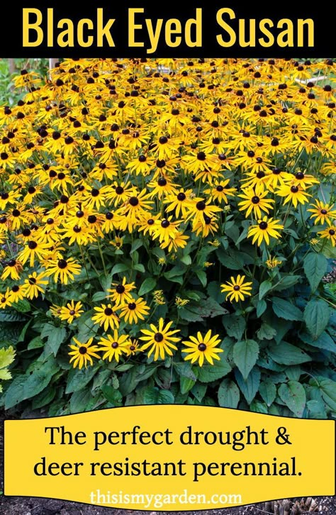 Drought Resistant Flowers, Deer Resistant Plants Perennials, Black Eyed Susans Landscaping, Deer Resistant Landscaping Front Yard, Planting Black Eyed Susans, Full Sun Deer Resistant Perennials, Black Eye Susan, Black Eyed Susan Landscaping, Black Eyed Susans