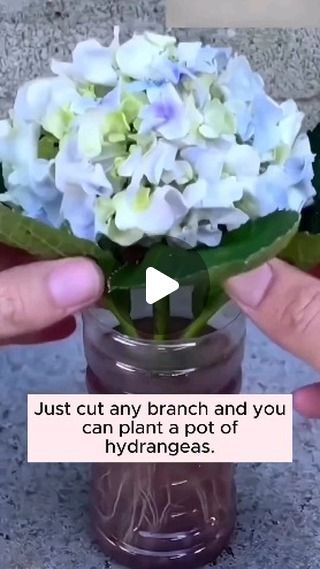 Banana Garden, Propagating Hydrangeas, Front Yard Flowers, Yard Flowers, Compost Tea, Plant Hacks, Gardening Plants, Flowering Trees, Growing Plants