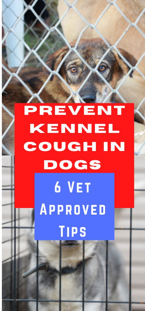 Dog Coughing, Kennel Cough, Dry Cough Remedies, Cough Relief, Dry Cough, Dog Care Tips, Dog Kennel, Dog Park, Dog Health