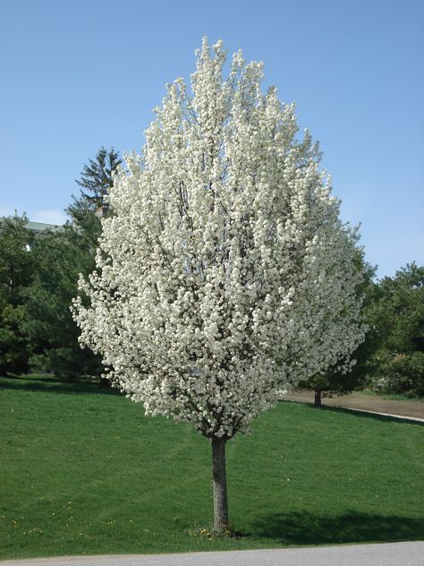 Ornamental Pear Tree Varieties | Javascript is required to view this map. Cleveland Pear Tree, Ornamental Pear Tree, Bradford Pear Tree, Flowering Pear Tree, Spring Flowering Trees, Dogwood Tree, Street Trees, Organic Mulch, Pear Trees