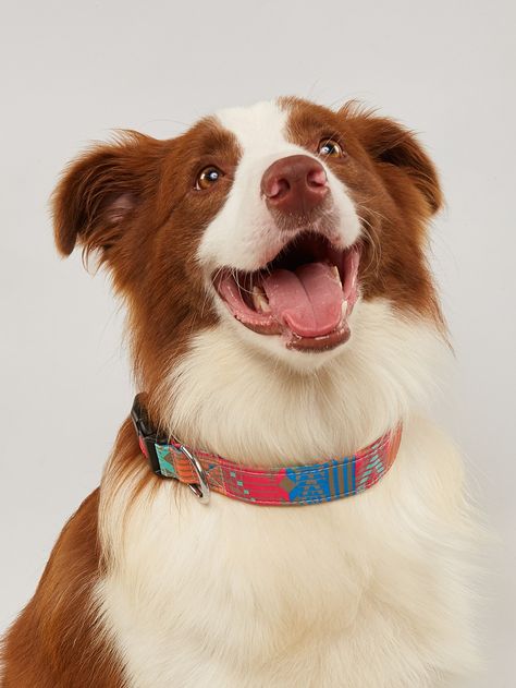 Multicolor    Polyester      Pet Collars, Leashes & Harnesses Happy Dog Photography, Pet Photography Tips, 강아지 그림, Animal References, Cute Posts, Pet Leash, Animal Stories, Cute Cats And Dogs, Dog Photography