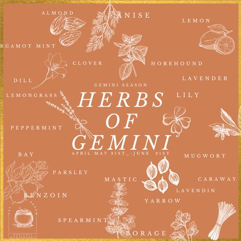 Gemini Associated herbsThey are said to help all the body parts Gemini rules and aid in channeling Gemini traits. June Gemini, Gemini Personality, Gemini Symbol, Gemini Art, Gemini Traits, Gemini Life, Gemini Rising, Astrology Gemini, Gemini Season