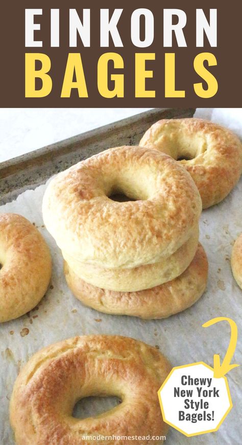 Einkorn Bagels, Einkorn Sourdough Recipes, Einkorn Sourdough Bagels, Einkorn Flour Burger Buns, Fresh Milled Flour Bagels, Easy Einkorn Bread, Einkorn Soft Pretzels, Einkorn Desserts, Baking With Einkorn Flour