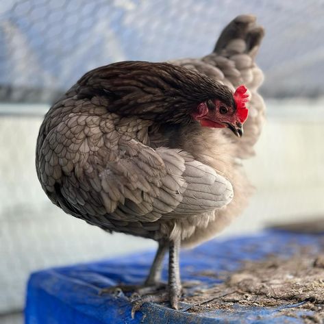 Hippie Smalls 🩶🩵🤍 Our favorite out of our Sapphire Gems (Blue Plymouth Rock hens) 💎 The Blue Plymouth Rock chicken is a rare variety known for its striking blue-grey plumage. It’s a dual-purpose breed, valued for both its egg-laying capabilities and meat production. Like other Plymouth Rock varieties, it’s known for being hardy and docile, making it a popular choice for backyard poultry enthusiasts. #blueplymouthrock #sapphiregemchickens #layinghens #chickens #chickensofinstagram #backya... Plymouth Rock Chicken, Plymouth Rock, Laying Hens, Backyard Poultry, Egg Laying, Plymouth, Blue Grey, Egg, Sapphire