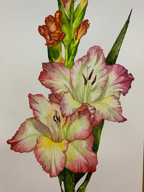 Watercolor Gladiolas, Gladiolas Drawing, Gladiolus Flower Watercolor, Gladiolus Flower Painting, Gladiolus Flower Drawing, Gladiola Painting, Watercolor Gladiolus, Floral Photography Nature, Gladiolus Flower