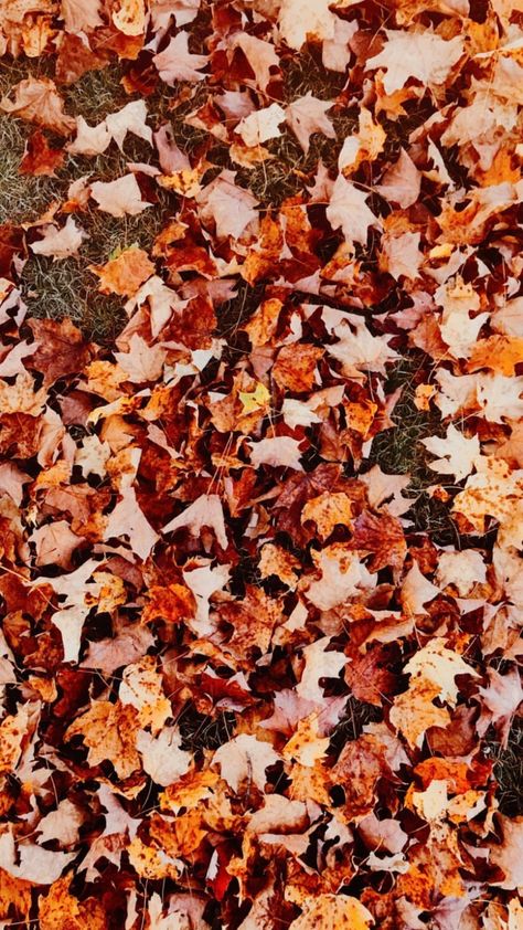 Fall Foilage, Autumn Wallpapers, Fall Backgrounds Iphone, Screen Savers Wallpapers, Spooky Szn, Fall Background, Lock Screens, Fallen Leaves, Homescreen Iphone