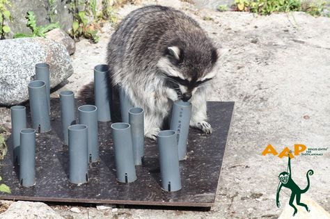 One of our raccoons, working on some enrichment in Helsinki Zoo. Wolf Enrichment, Animal Rescue Ideas, Enrichment Projects, Animal Enrichment, Zoo Toys, Exotic Mammals, Pet Raccoon, Wildlife Rehabilitation, Dog Enrichment