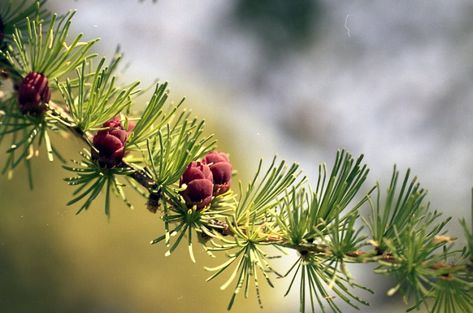 Tamarack ( Larix laricina ) – Tree Canada Shrike Tattoo, Larix Laricina, Tamarack Tree, Eastern White Cedar, Flora Garden, Conifer Trees, White Cedar, Tree Care, Types Of Soil